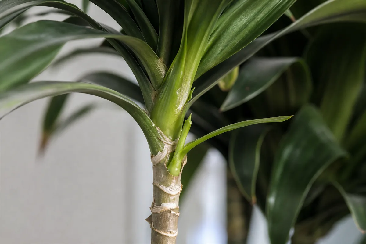 Close-up of not enough light on Dracaena - small new strap leaves on a long bare internode reaching toward light