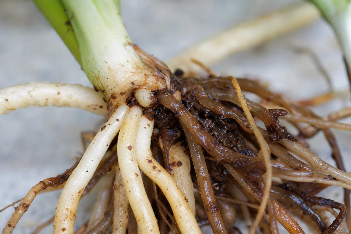Close-up of Root Rot on Dracaena - diagnostic detail
