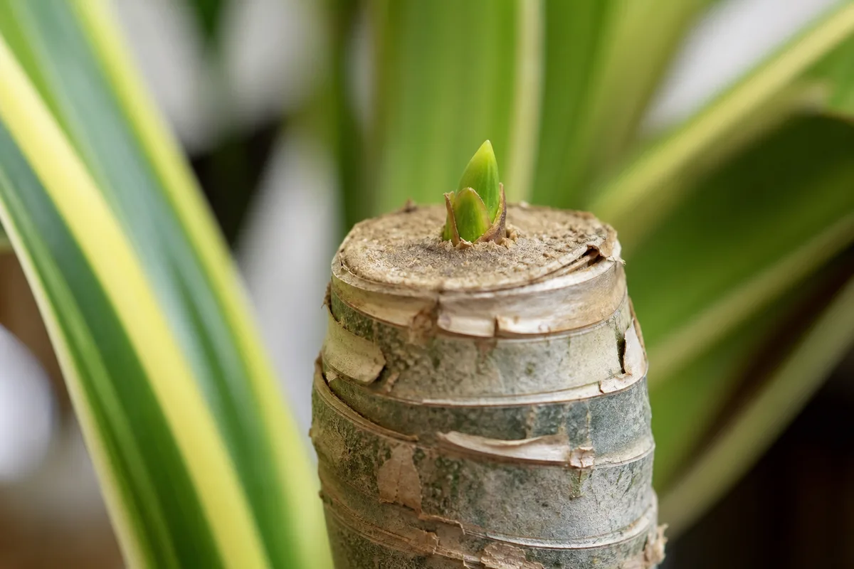 Close-up of Slow Growth on Dracaena - diagnostic detail