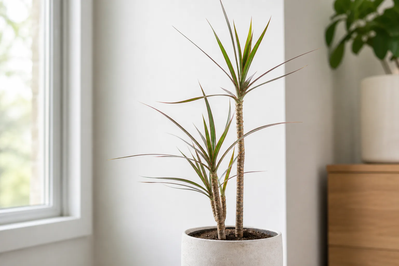 Slow Growth on Dracaena - visible symptom on the plant