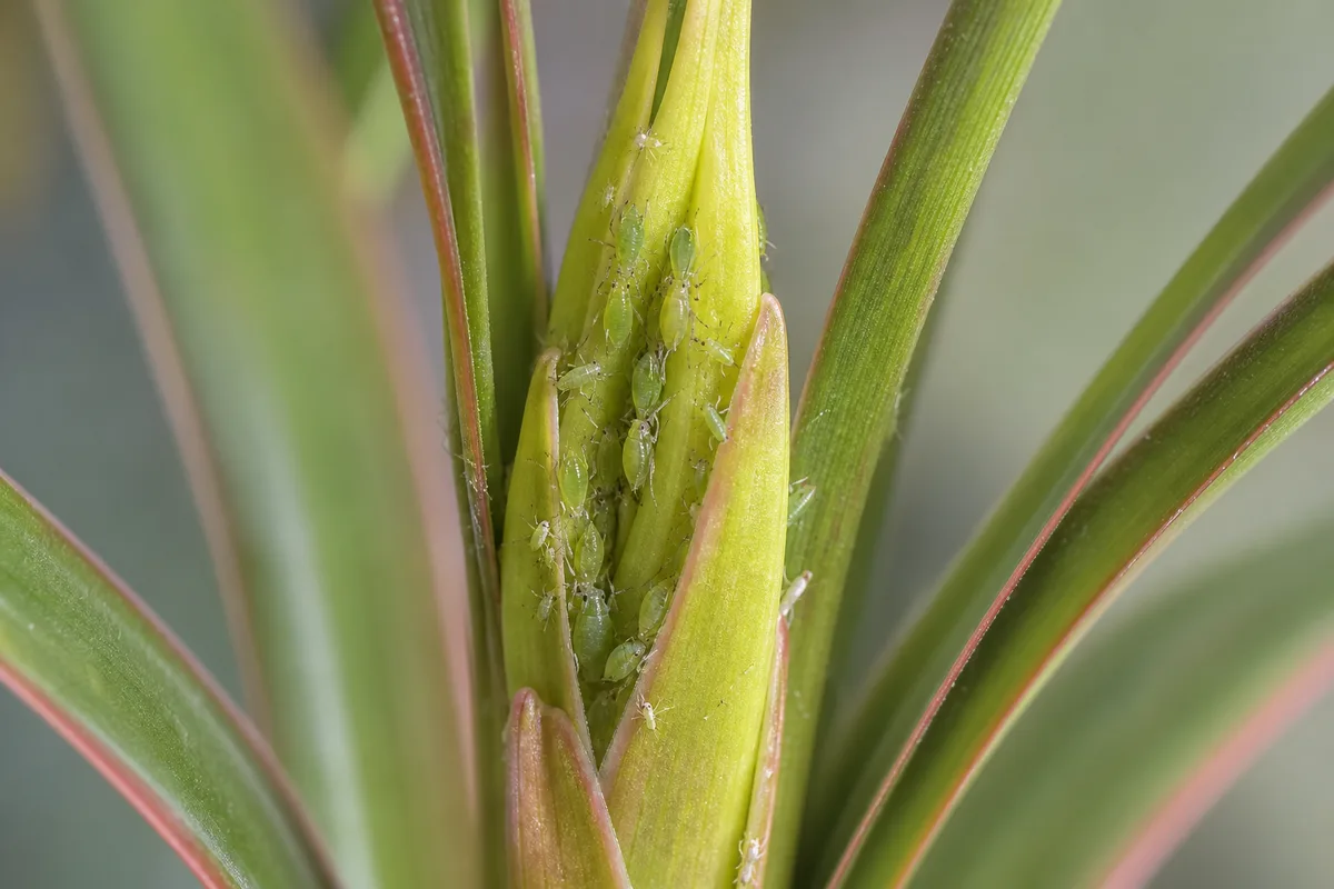 Close-up of Aphids on Dragon Tree - diagnostic detail