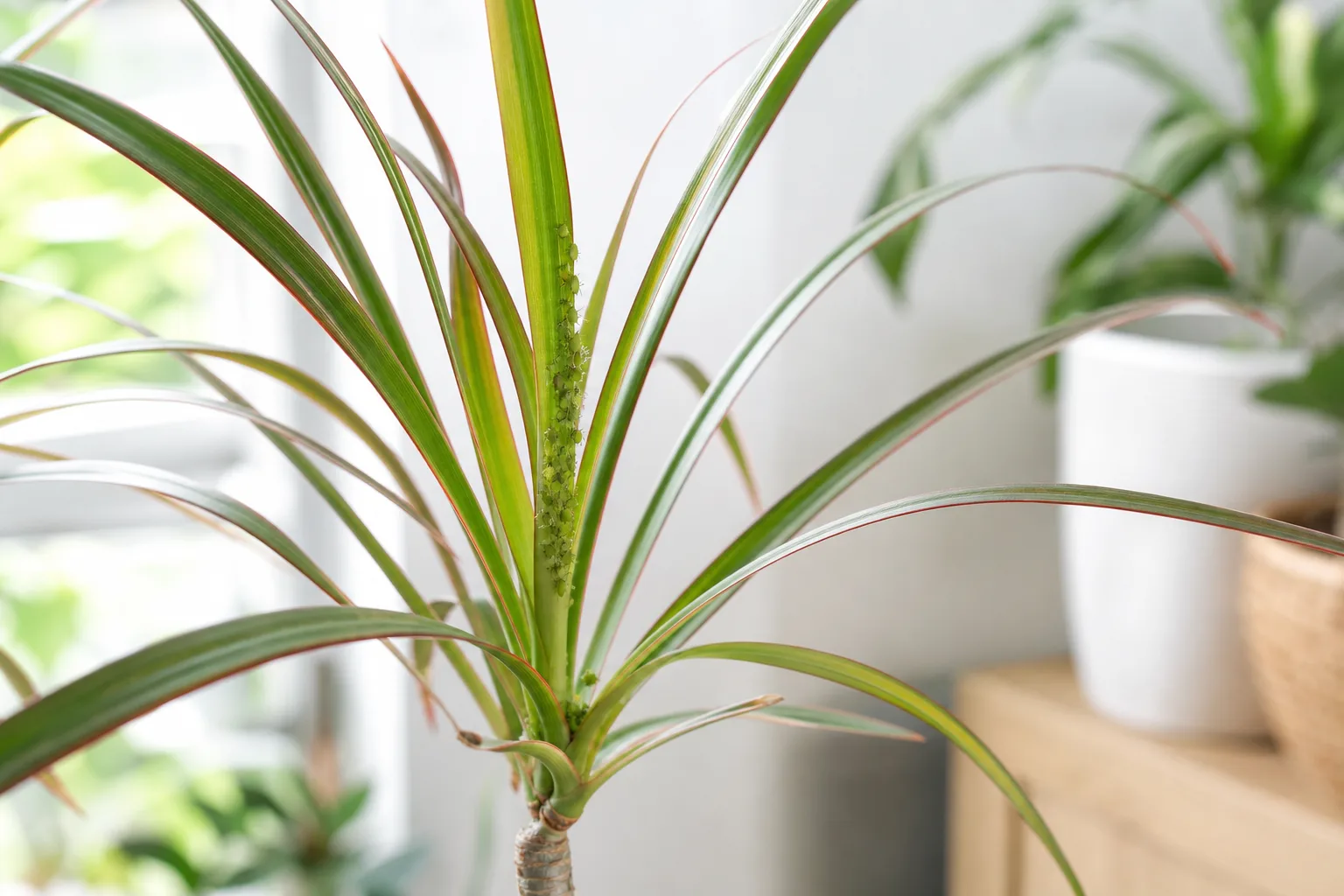 Aphids on Dragon Tree - visible symptom on the plant