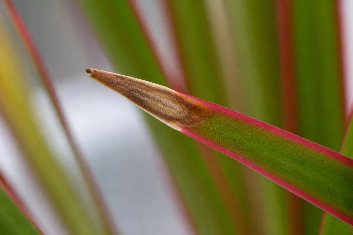 Close-up of Brown Tips on Dragon Tree - diagnostic detail