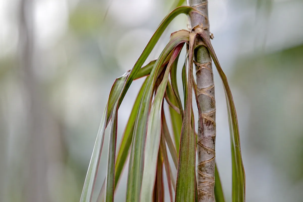 Close-up of Drooping Leaves on Dragon Tree - diagnostic detail