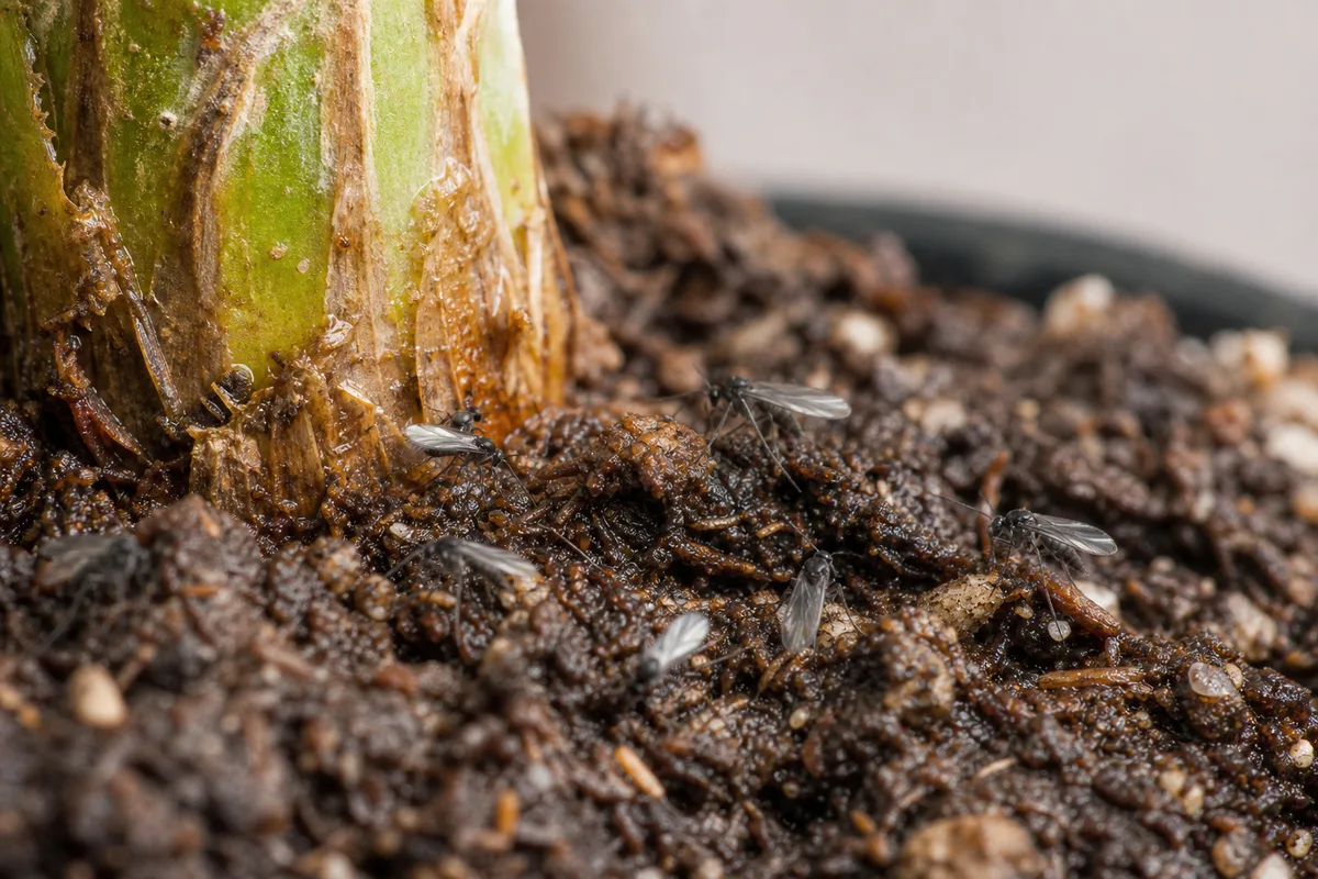 Close-up of Fungus Gnats on Dragon Tree - diagnostic detail