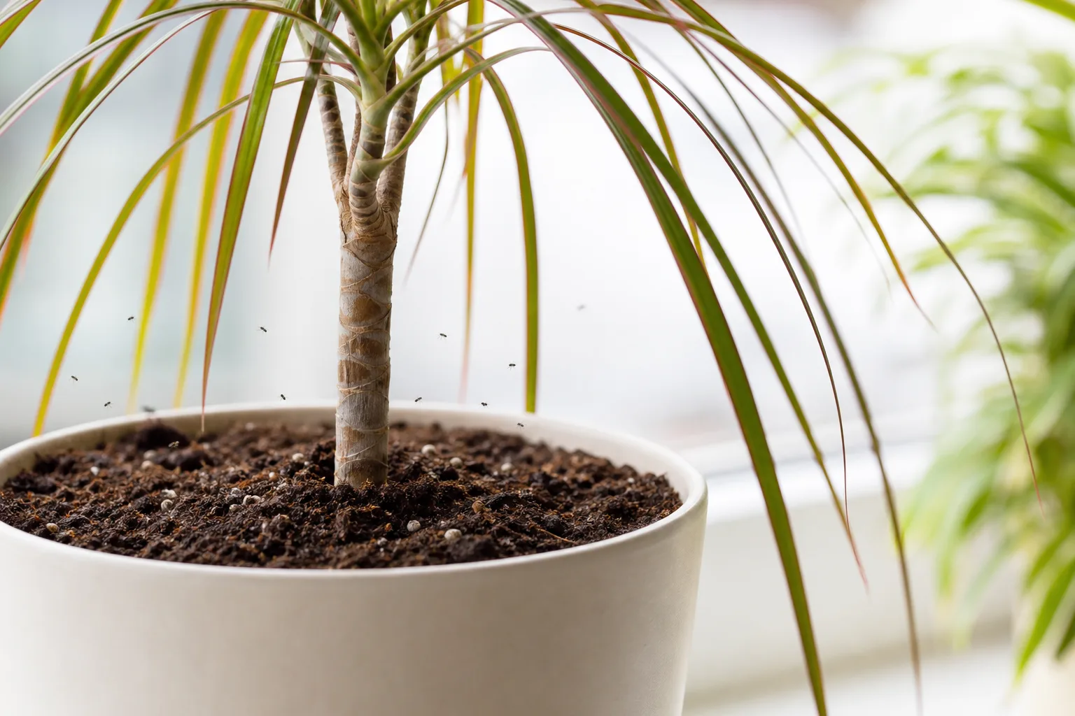 Fungus Gnats on Dragon Tree - visible symptom on the plant