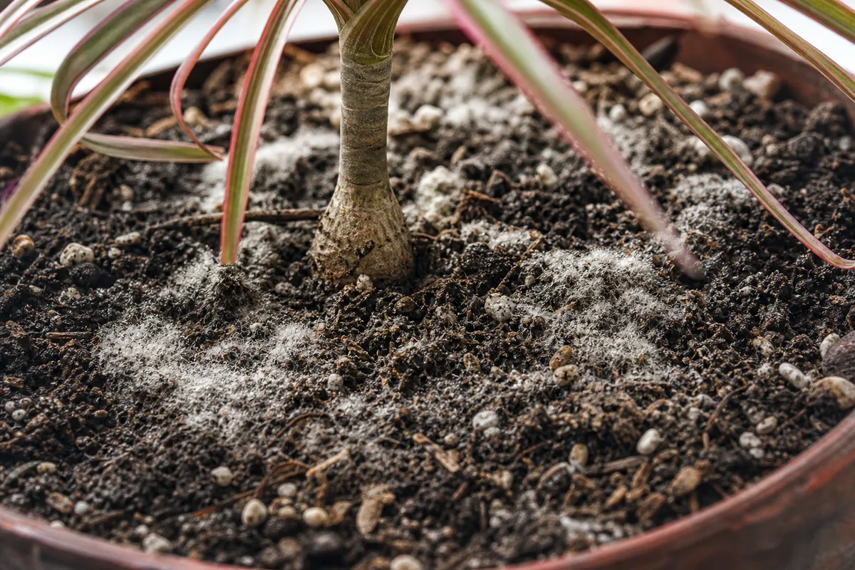 Close-up of mold on Dragon Tree potting soil - white and gray fuzzy patches on damp mix at the cane base