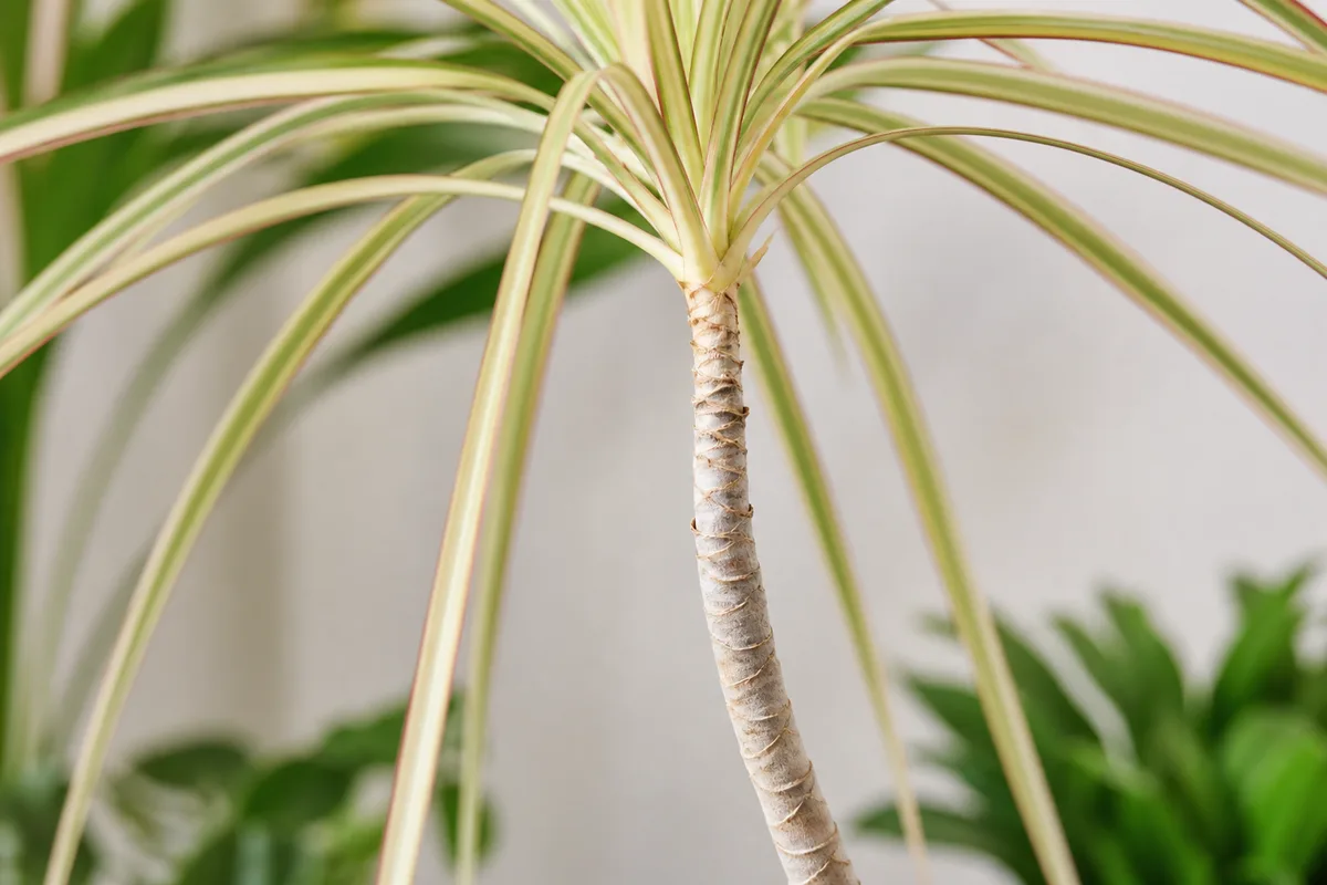 Close-up of not enough light on Dragon Tree - pale narrow crown leaves on a long bare gray cane
