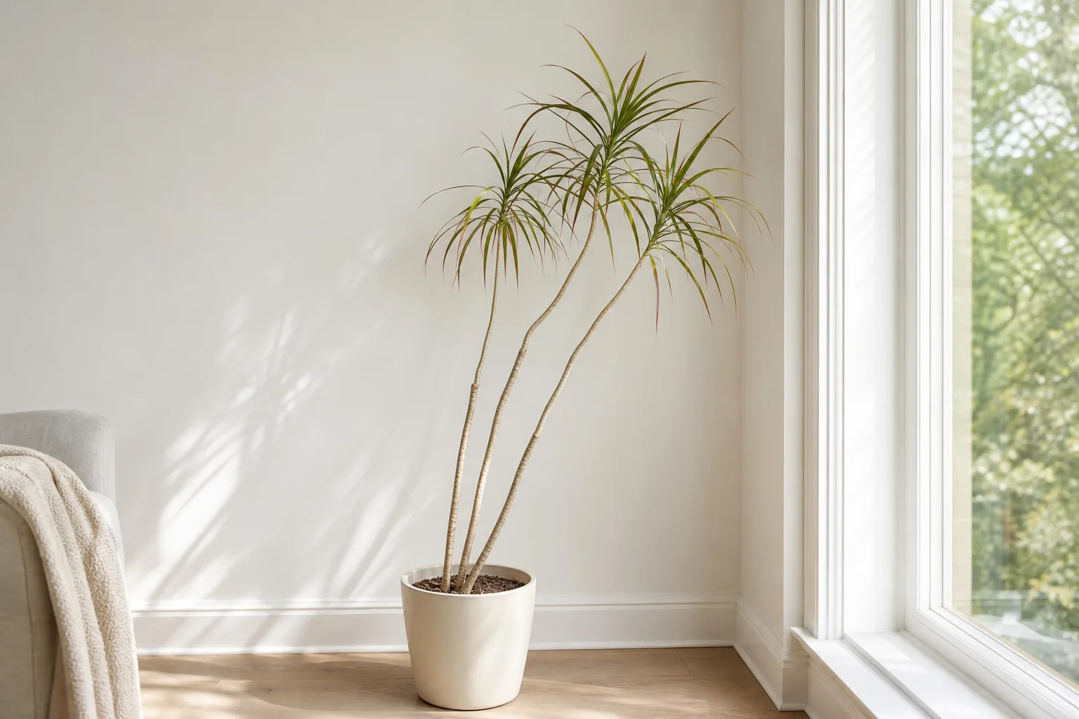 Not enough light on Dragon Tree - leggy bare cane with sparse pale leaf tuft at the top
