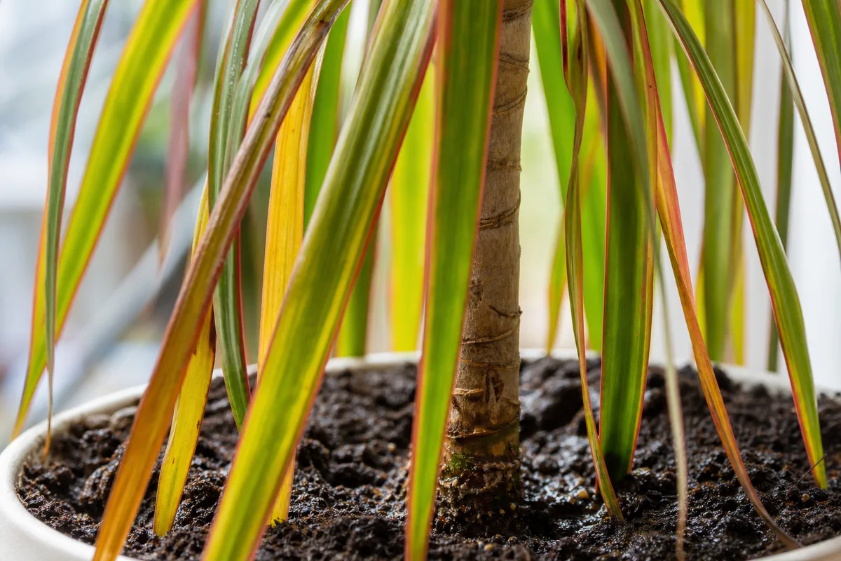 Close-up of overwatering on Dragon Tree - limp drooping narrow strap leaves with damp soil at the cane base