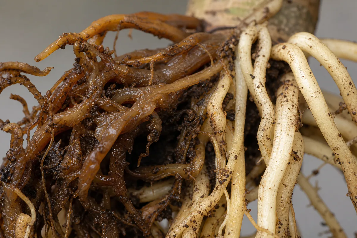 Close-up of Root Rot on Dragon Tree - diagnostic detail