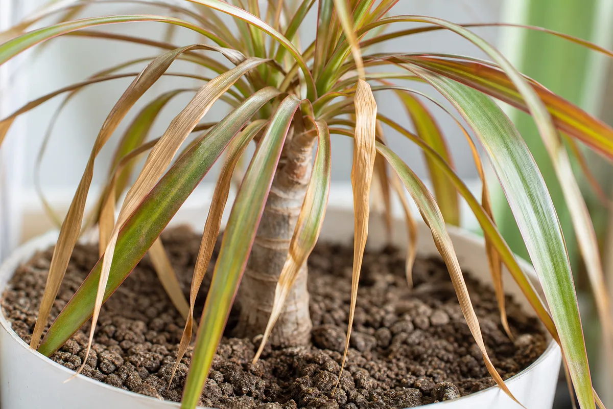 Close-up of underwatering on Dragon Tree - limp drooping crown leaves with dry cracked potting soil