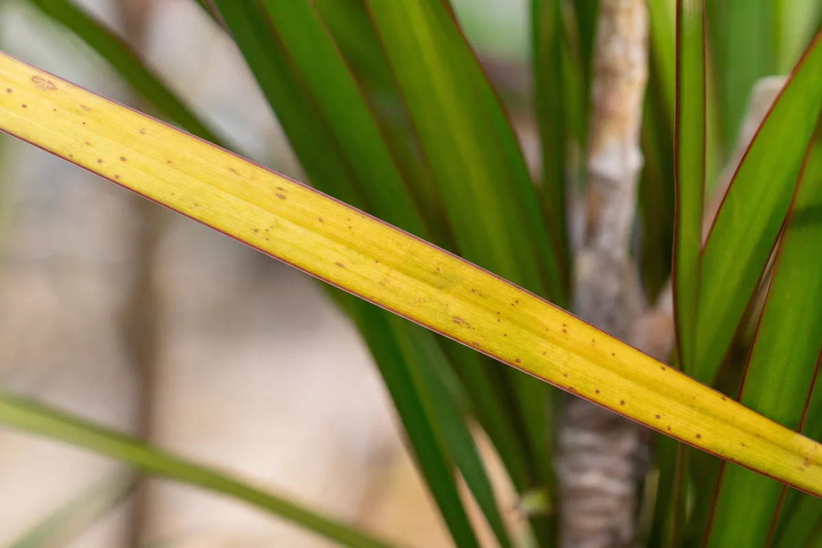 Close-up of Yellow Leaves on Dragon Tree - diagnostic detail