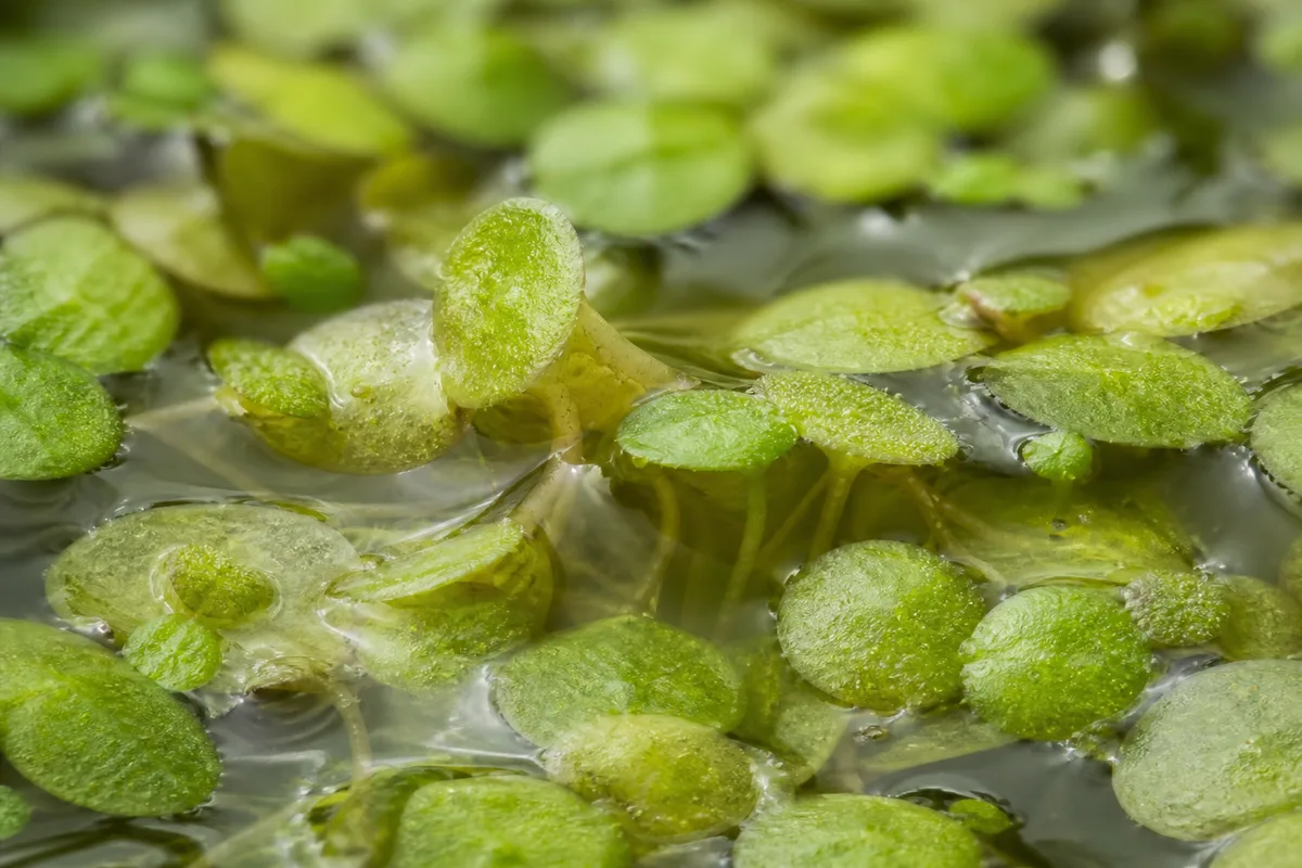 Close-up of Drooping Leaves on Duckweed - diagnostic detail