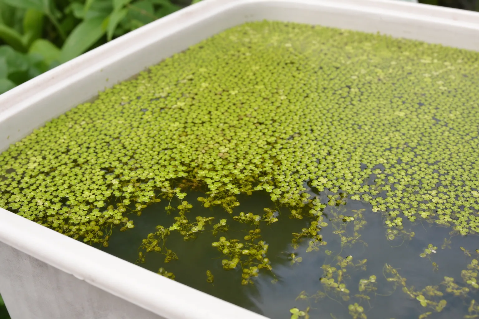Drooping Leaves on Duckweed - visible symptom on the plant