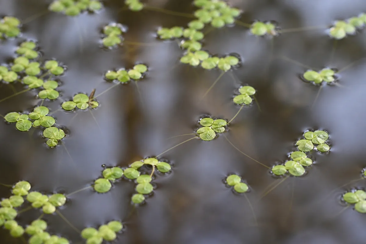 Close-up of Leggy Growth on Duckweed - diagnostic detail