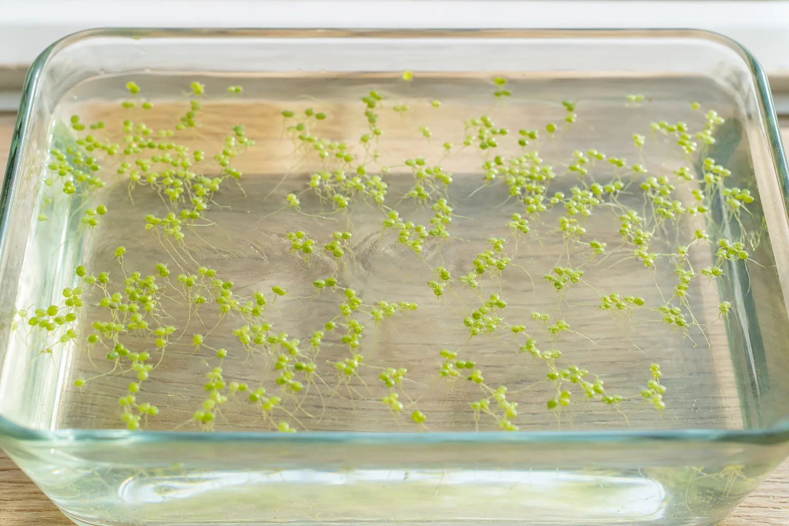 Leggy Growth on Duckweed - visible symptom on the plant