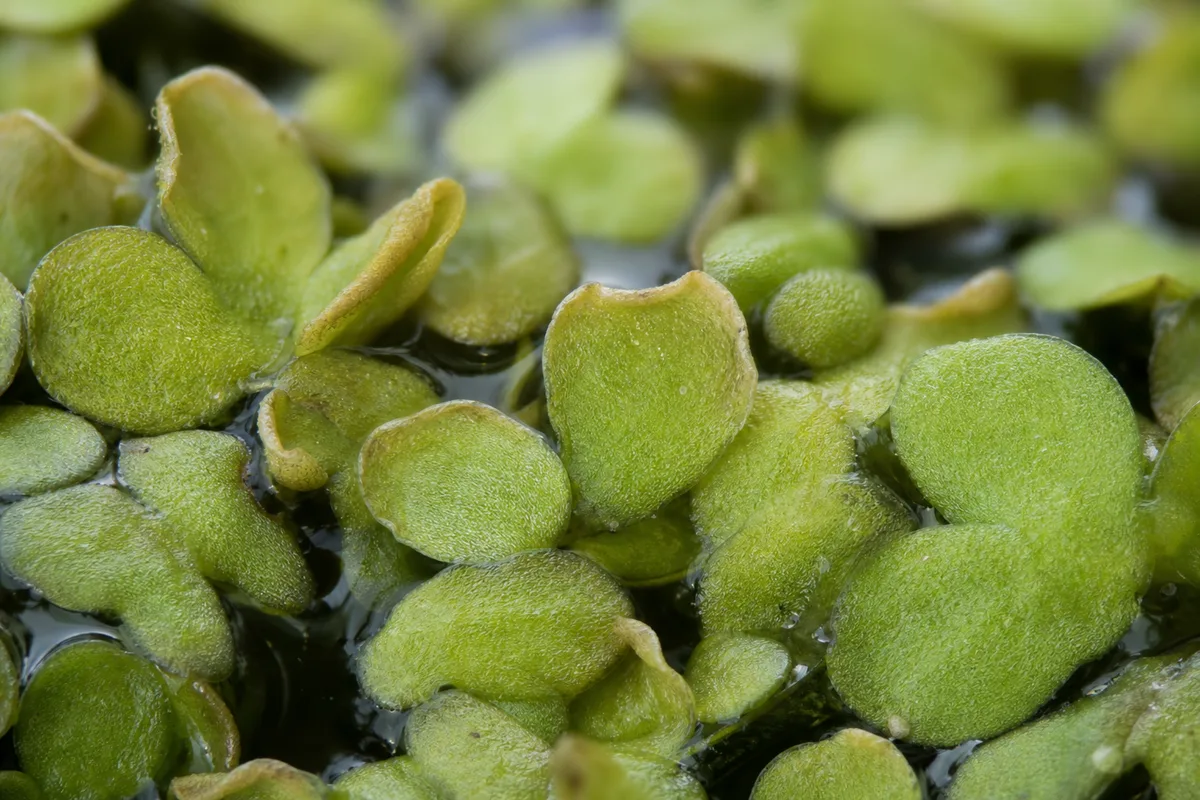 Close-up of Low Humidity on Duckweed - diagnostic detail