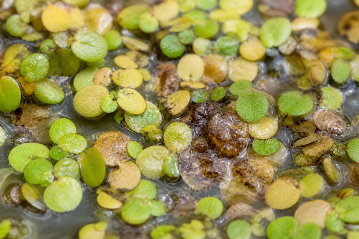 Close-up of Overwatering on Duckweed - diagnostic detail