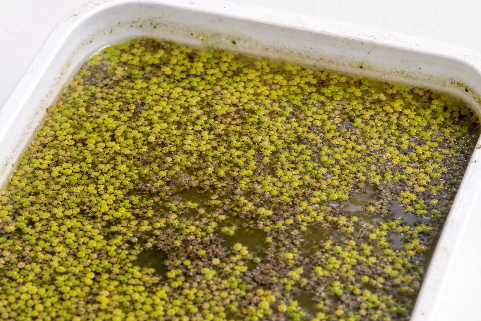 Overwatering on Duckweed - visible symptom on the plant