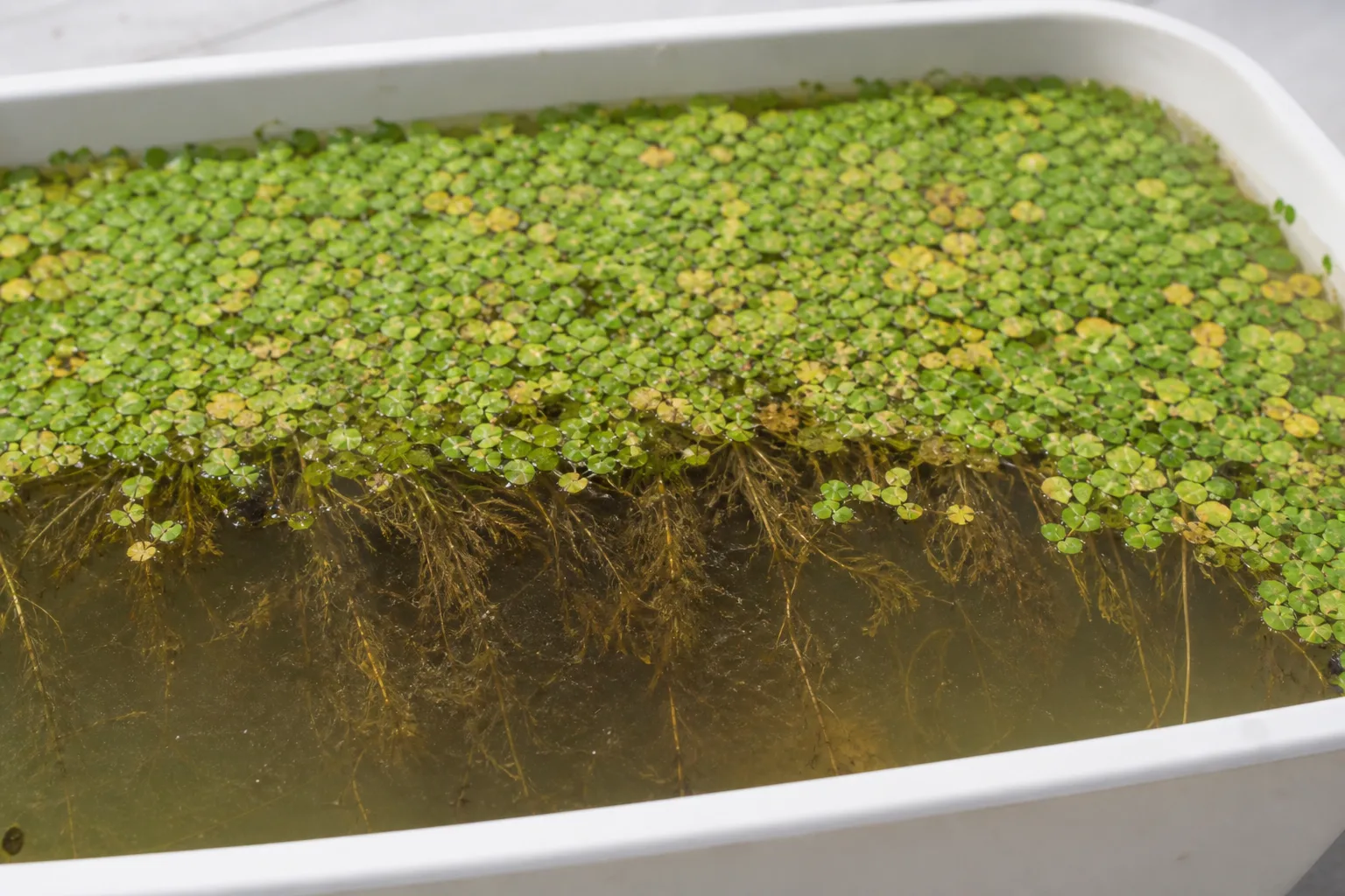Root Rot on Duckweed - visible symptom on the plant