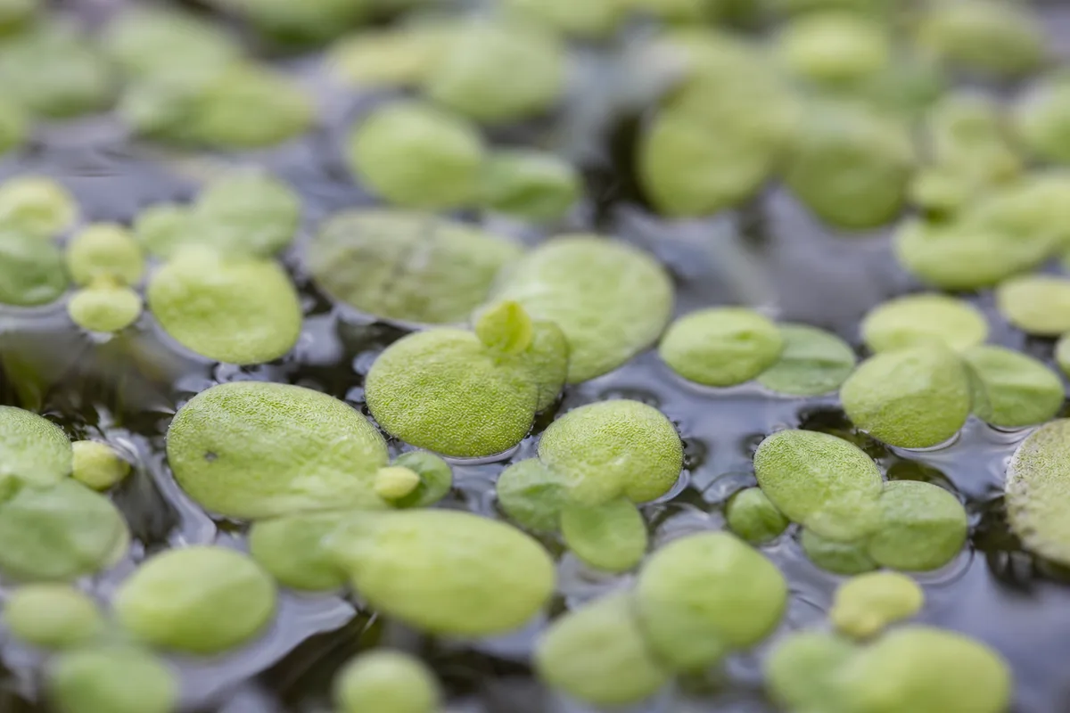 Close-up of Slow Growth on Duckweed - diagnostic detail