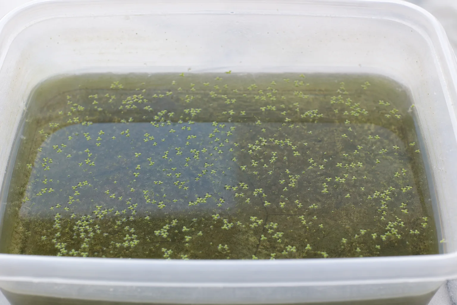 Slow Growth on Duckweed - visible symptom on the plant