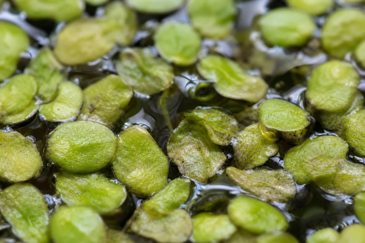 Close-up of Wilting on Duckweed - diagnostic detail