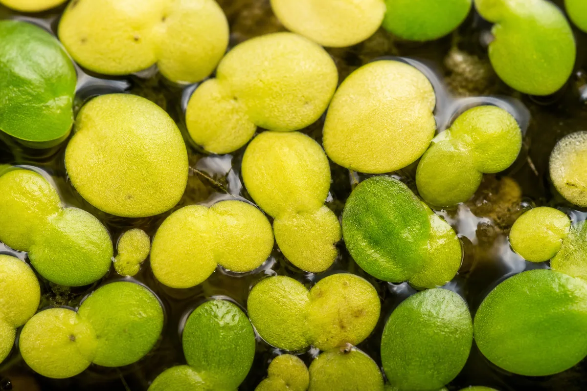 Close-up of Yellow Leaves on Duckweed - diagnostic detail