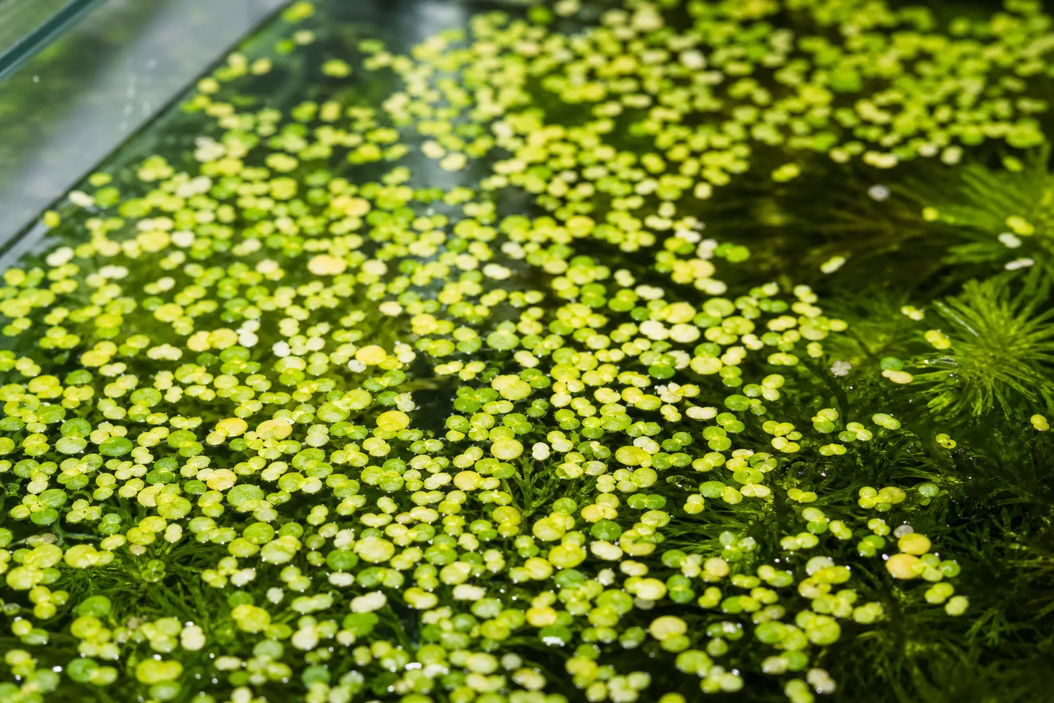 Yellow Leaves on Duckweed - visible symptom on the plant