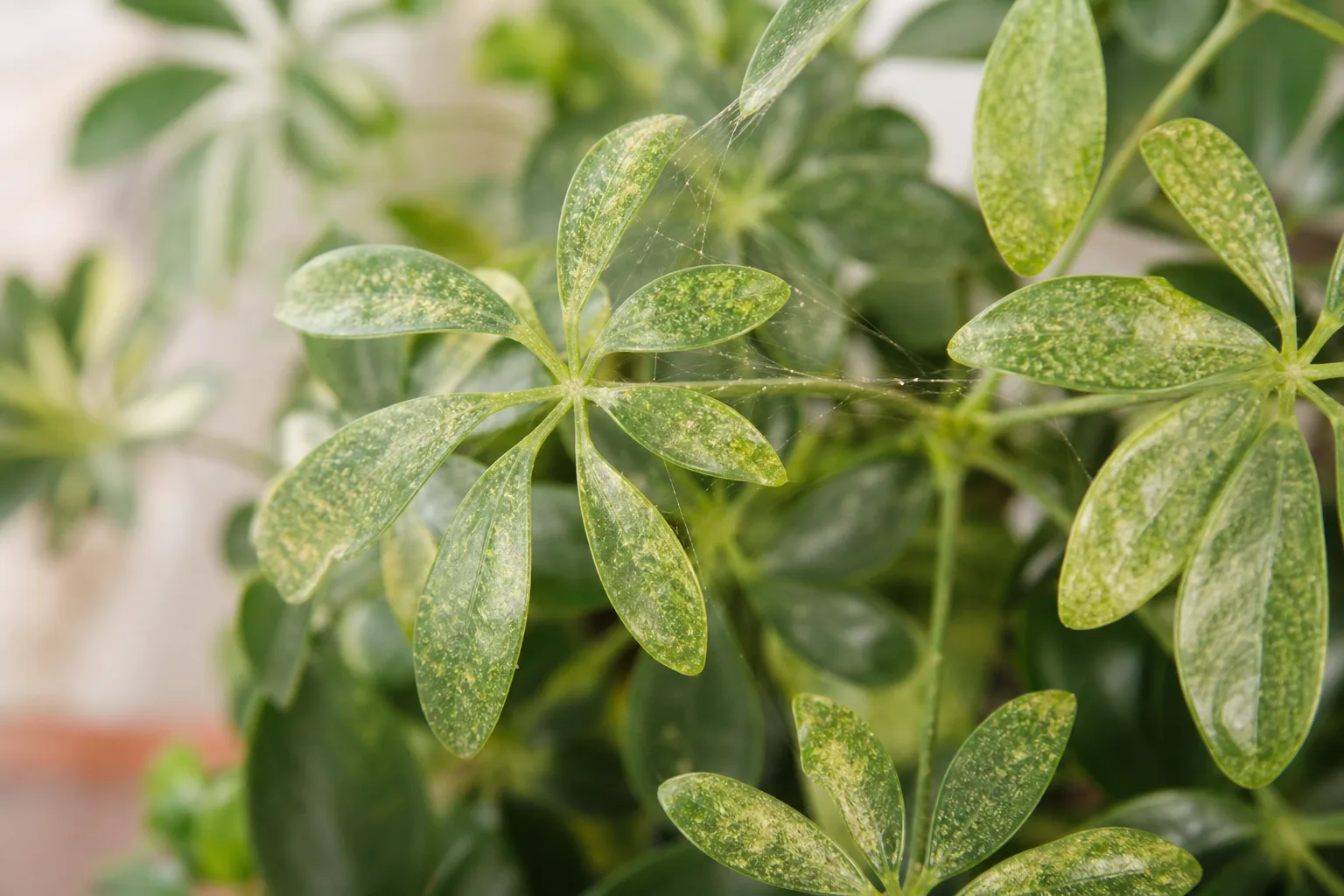 Spider Mites on Dwarf Umbrella Tree - visible symptom on the plant