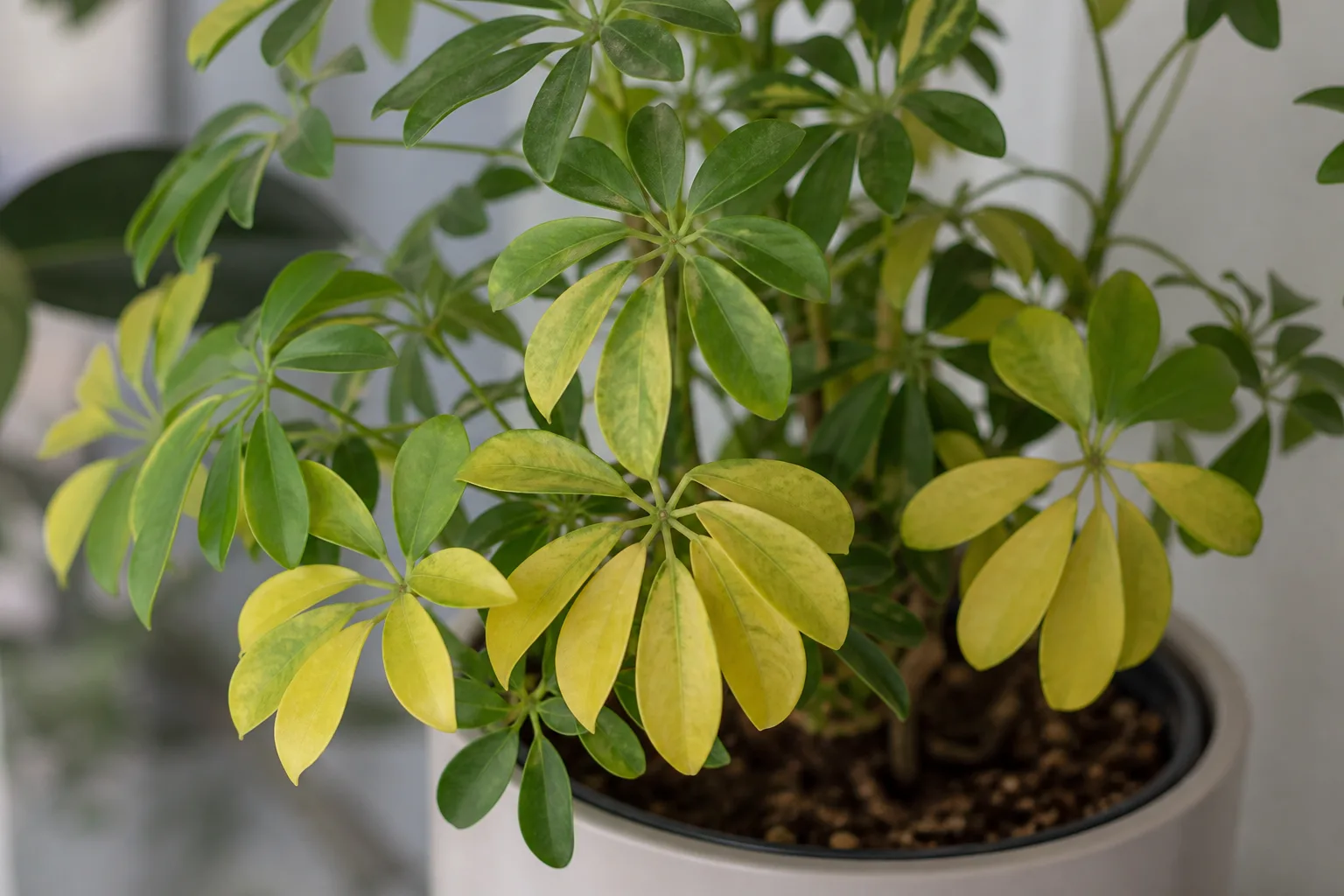 Yellow Leaves on Dwarf Umbrella Tree - visible symptom on the plant