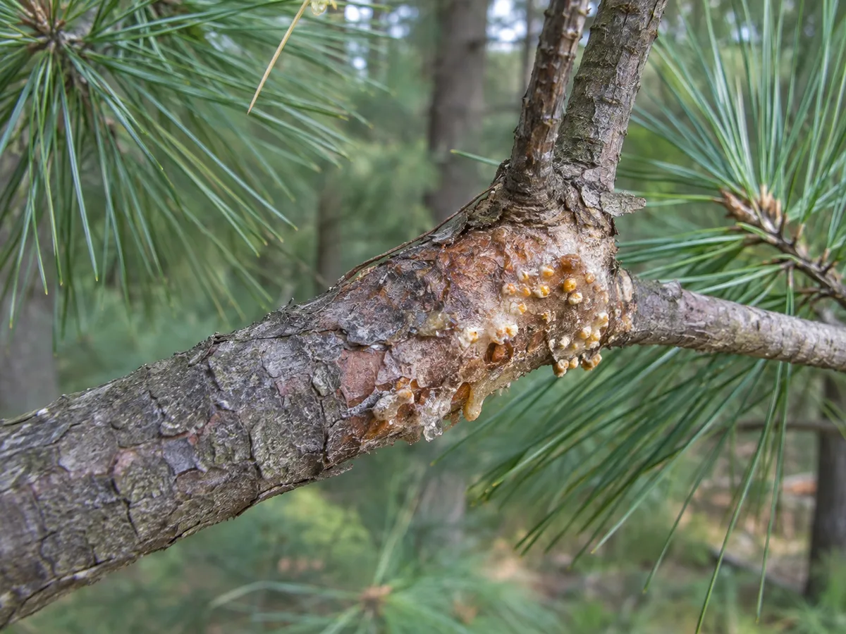 Localized blistered canker with resinous margins on an eastern white pine branch