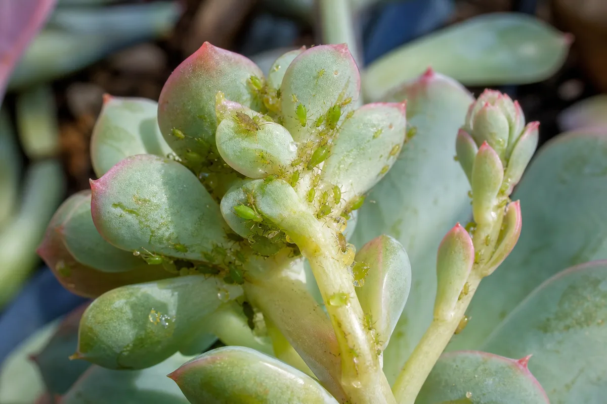 Close-up of aphids on Echeveria - green pear-shaped aphids on tender center leaves and flower stalk with shiny honeydew