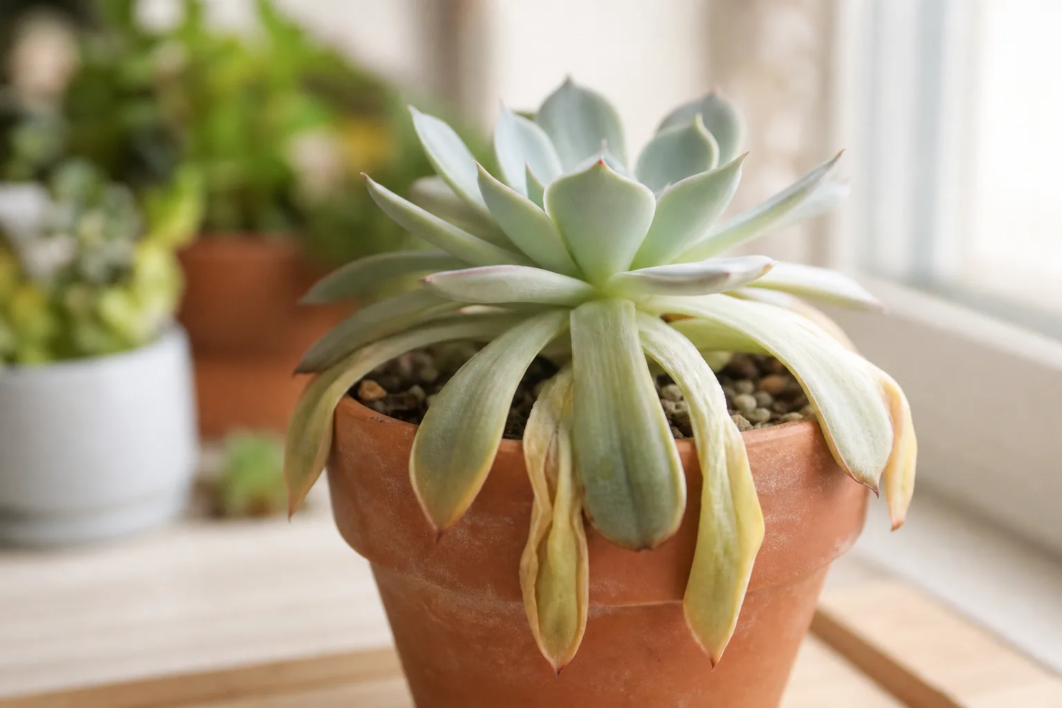 Drooping Leaves on Echeveria - visible symptom on the plant