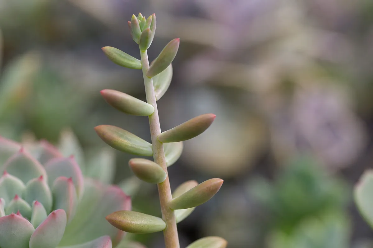 Close-up of Leggy Growth on Echeveria - diagnostic detail