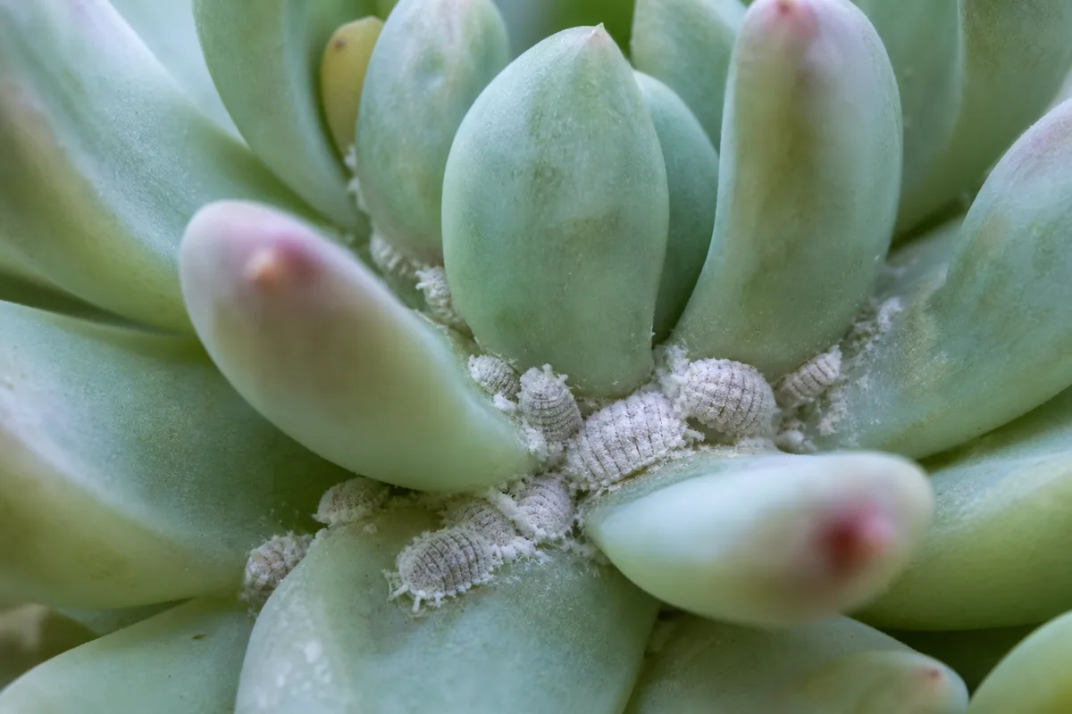 Close-up of Mealybugs on Echeveria - diagnostic detail