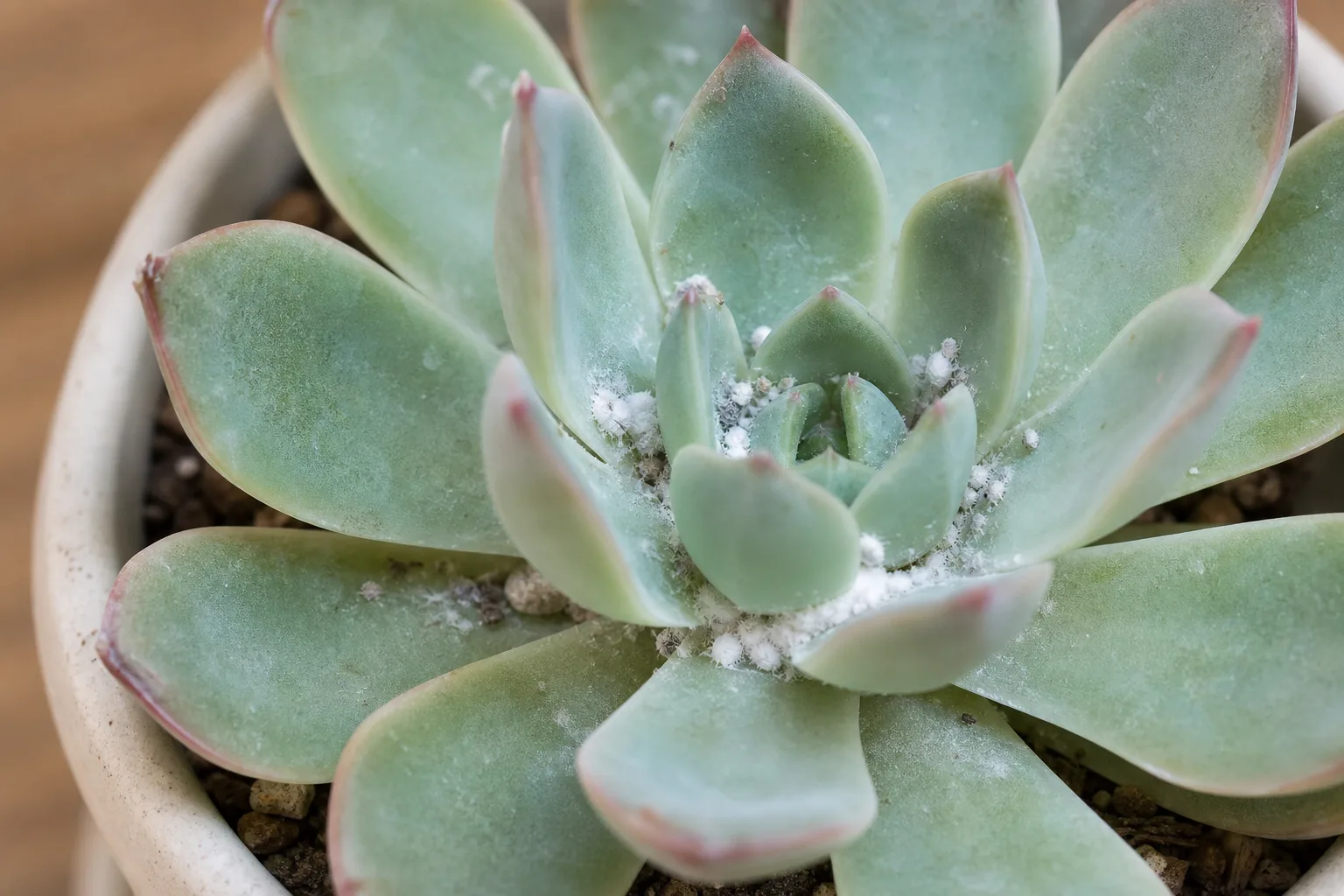 Mealybugs on Echeveria - visible symptom on the plant