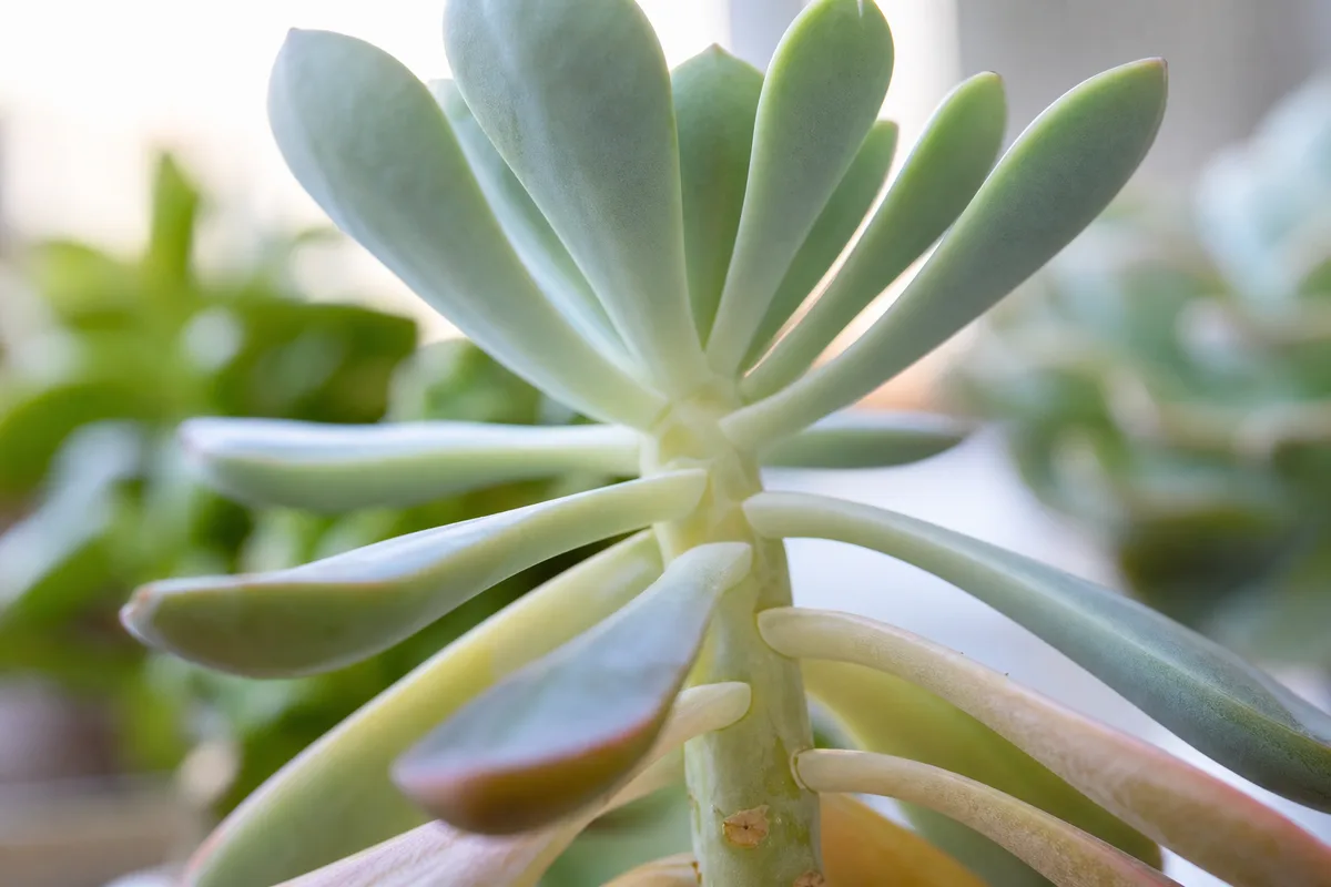 Close-up of not enough light on Echeveria - elongated gaps between spaced-out pale leaves along a lengthening stem