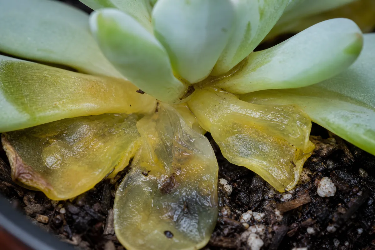 Close-up of Overwatering on Echeveria - diagnostic detail