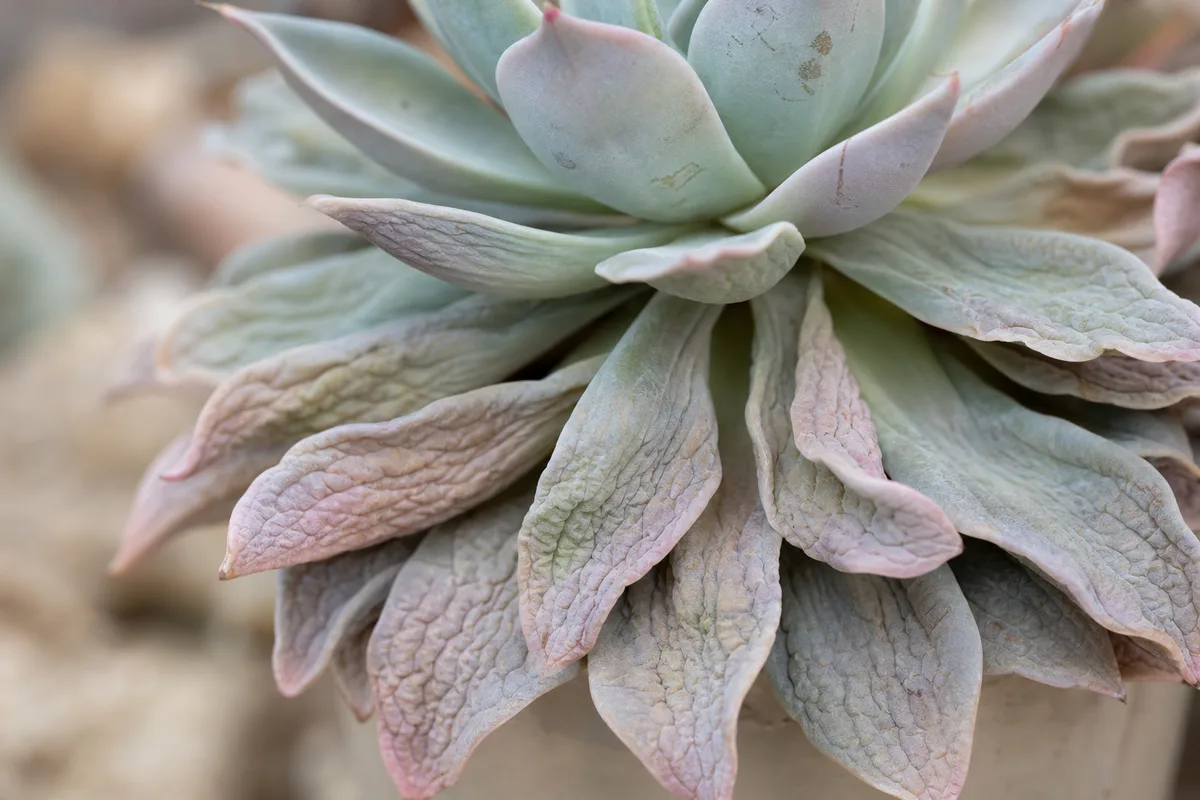 Close-up of underwatering on Echeveria - thin wrinkled accordion-pleated outer rosette leaves