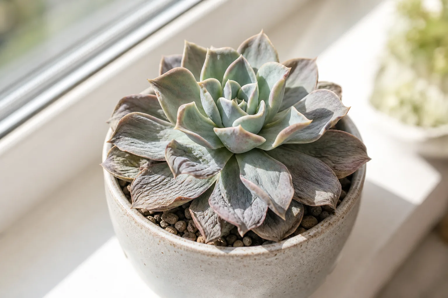 Wilting on Echeveria - deflated soft outer rosette leaves with lost turgor