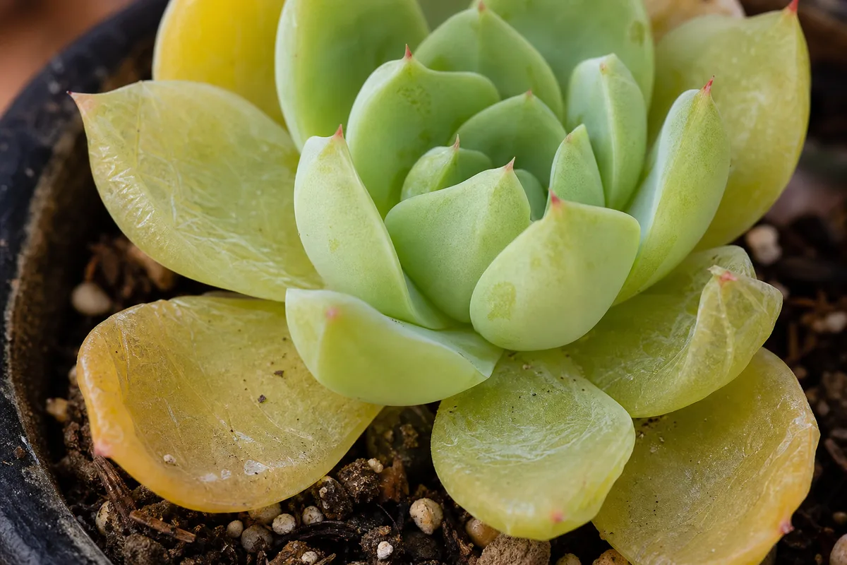 Close-up of Yellow Leaves on Echeveria - diagnostic detail