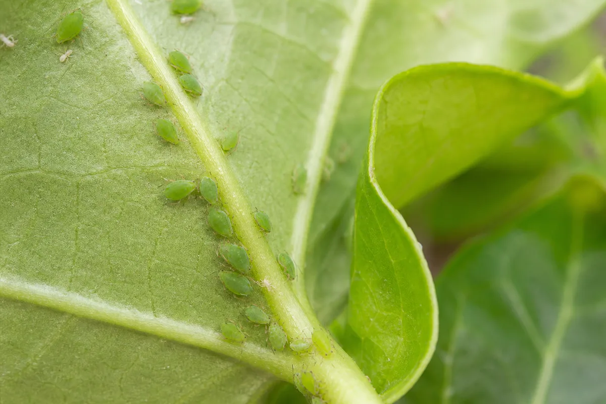 Close-up of aphids on English Ivy - soft green insects clustered on leaf underside along the midrib