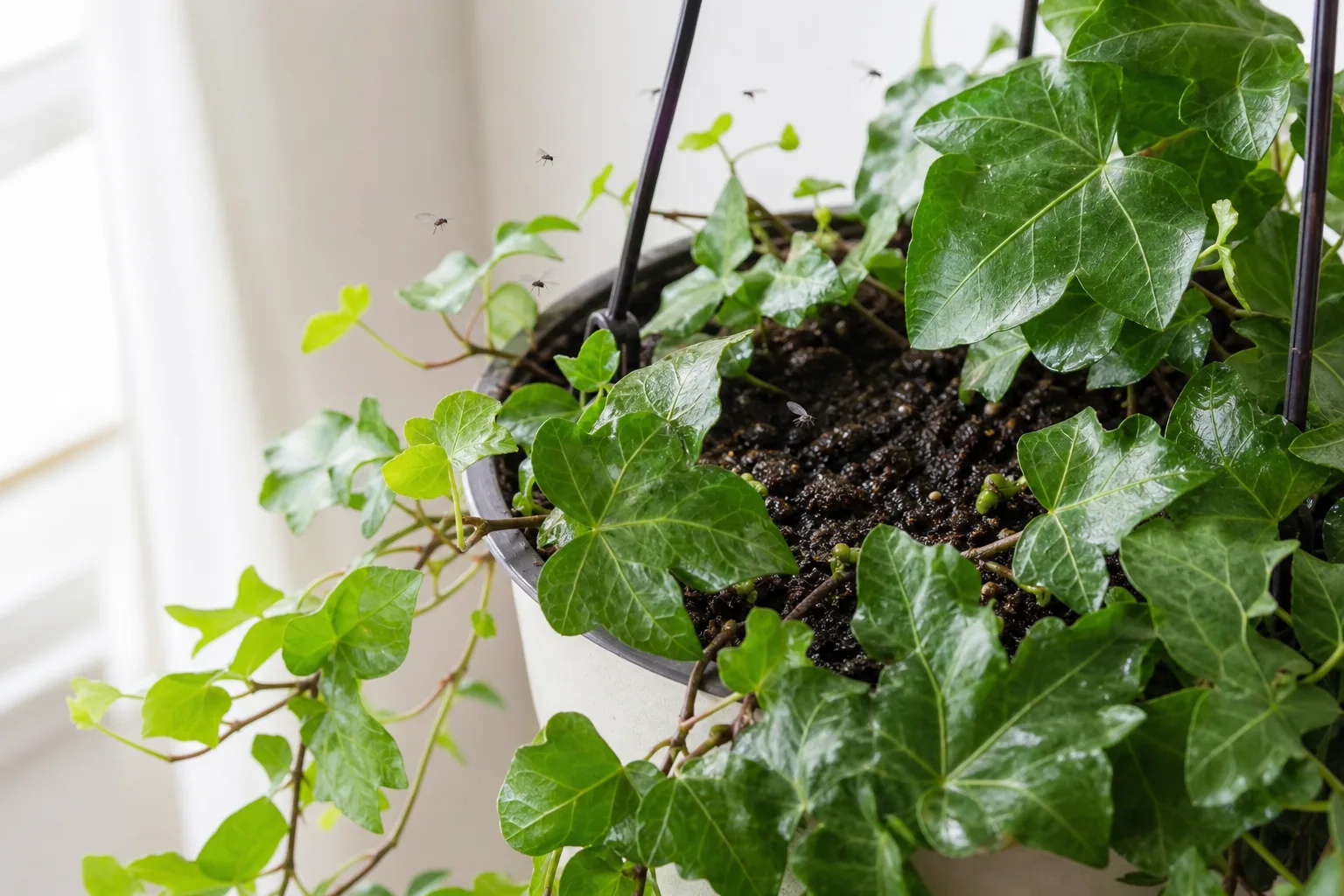 Fungus Gnats on English Ivy - visible symptom on the plant