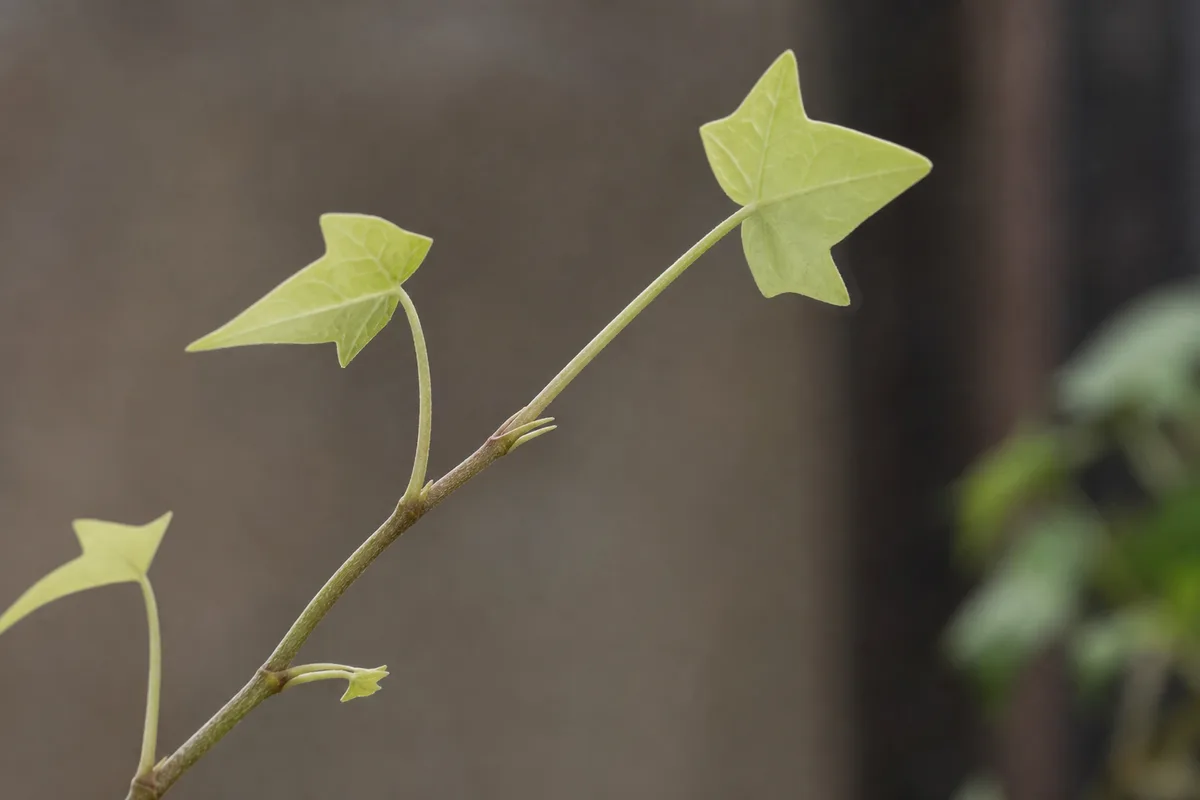 Close-up of Leggy Growth on English Ivy - diagnostic detail