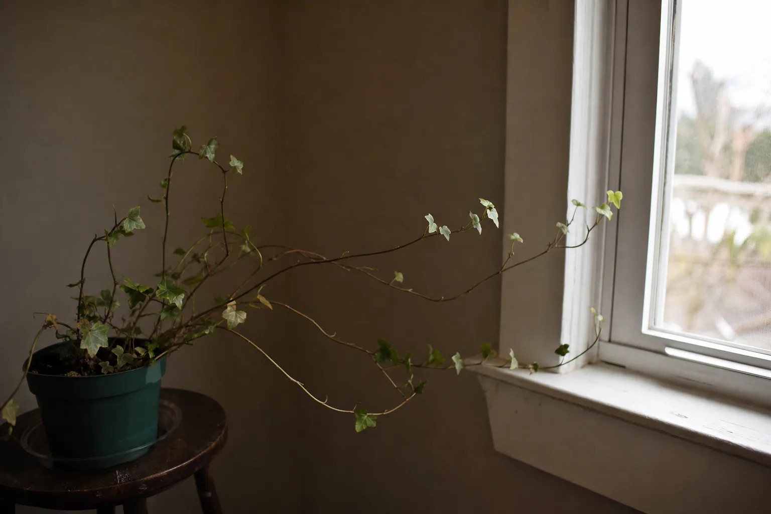 Not enough light on English Ivy - leggy bare stems with small pale leaves spaced far apart