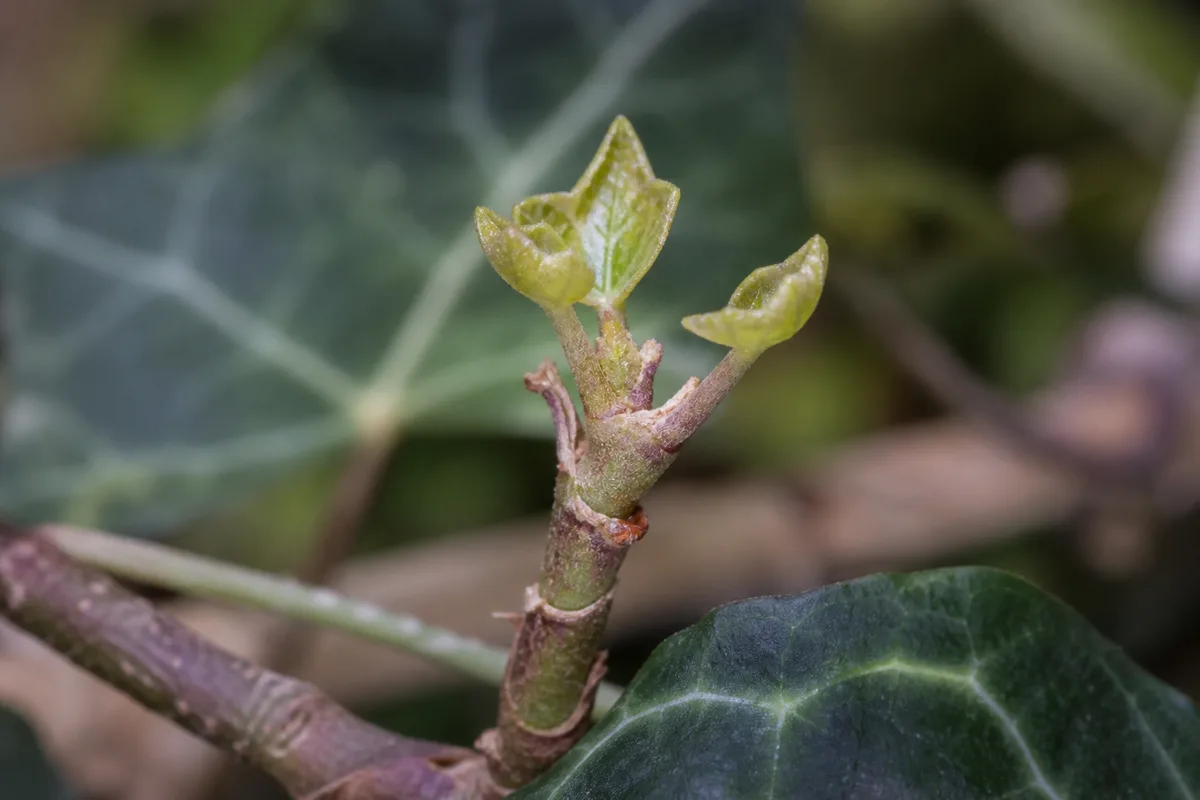 Close-up of Slow Growth on English Ivy - diagnostic detail