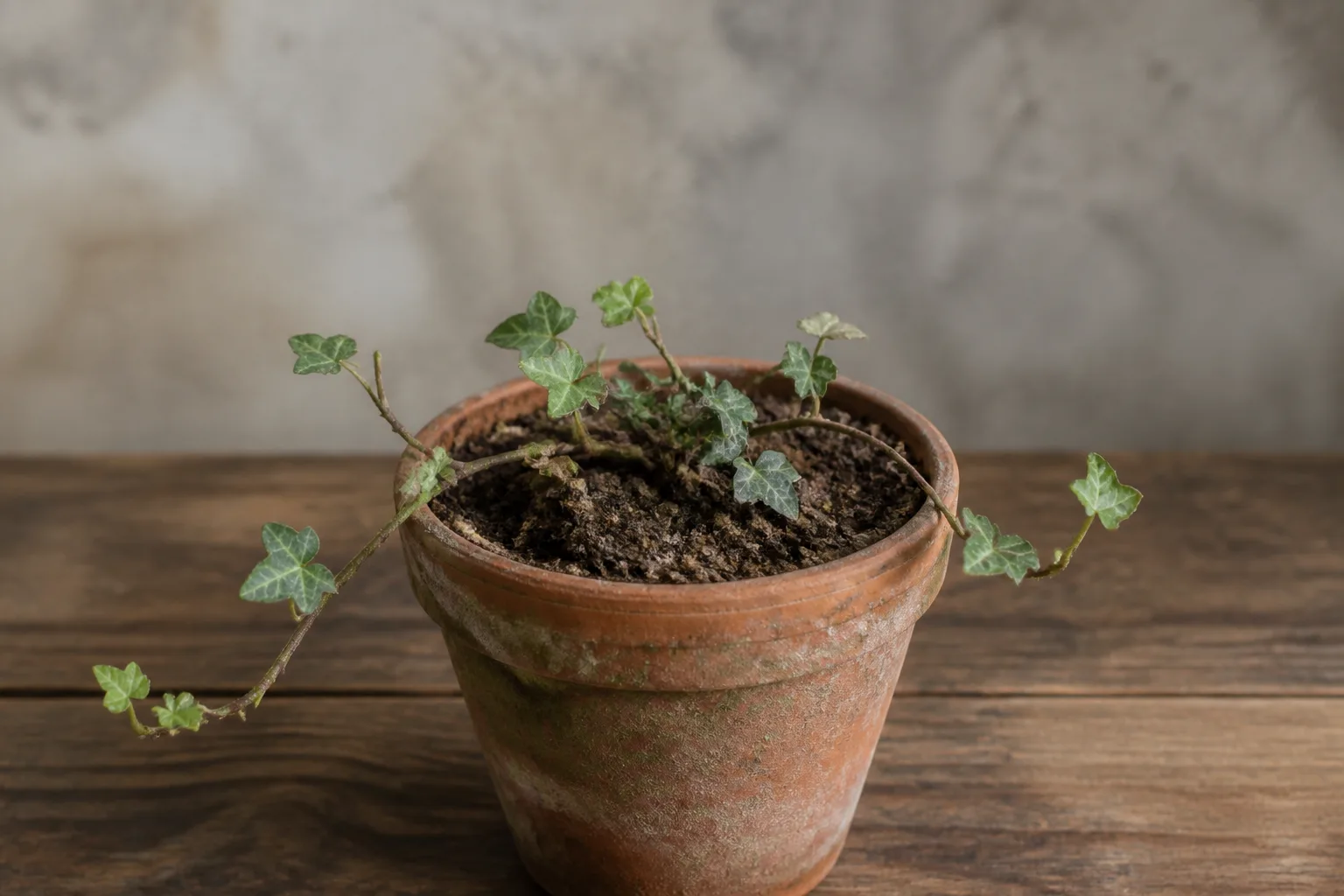 Slow Growth on English Ivy - visible symptom on the plant