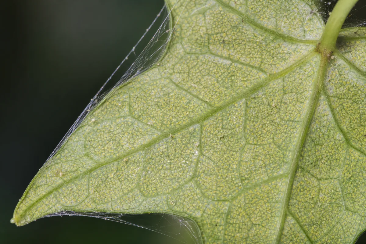 Close-up of Spider Mites on English Ivy - diagnostic detail